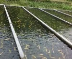 水产养殖半精养、精养池选址施工注意事项有哪些？